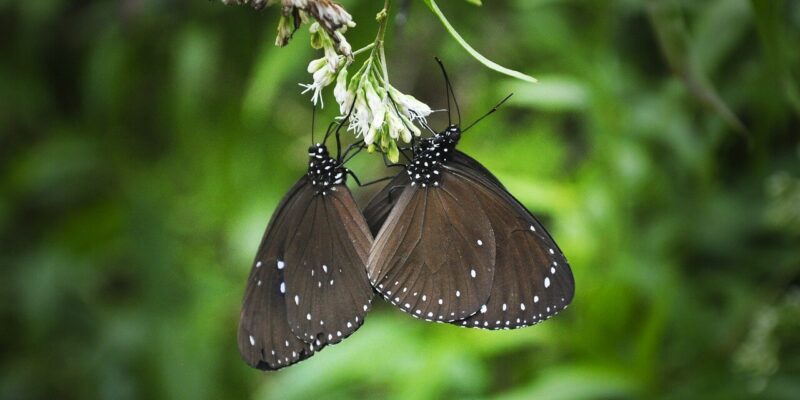 Tal der Schmetterling Tal der Schmetterling