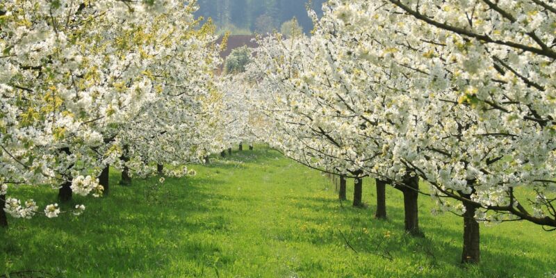 Fränkische Schweiz Kirschblüten