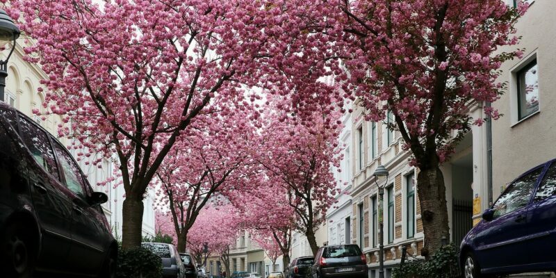 Kirschbäume in Bonn