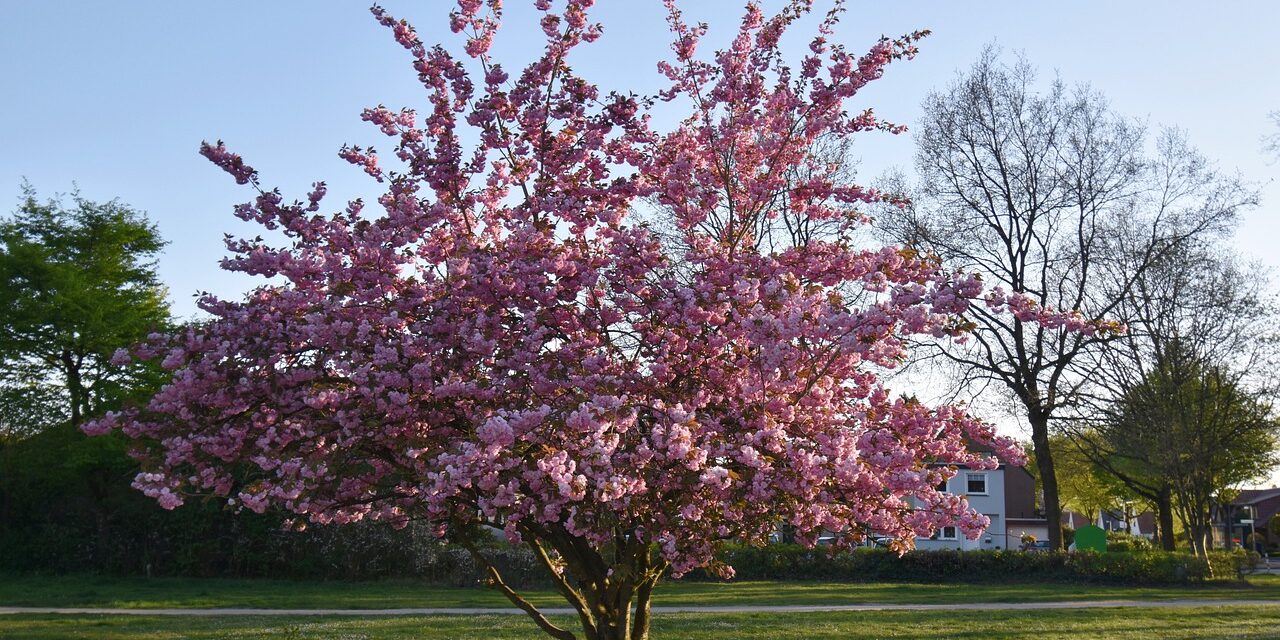 Kirschblüte in Deutschland