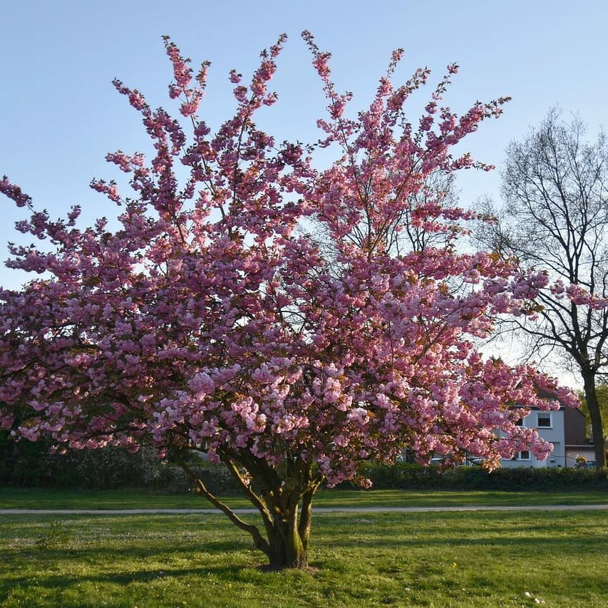 Kirschblüte in Deutschland