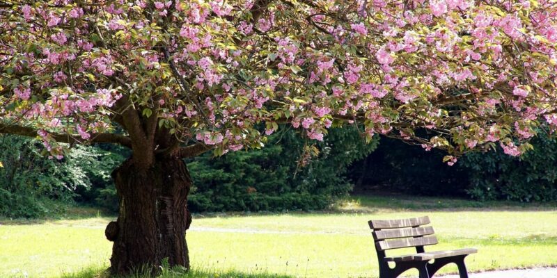 Leipzig Kirschblüten Hanami