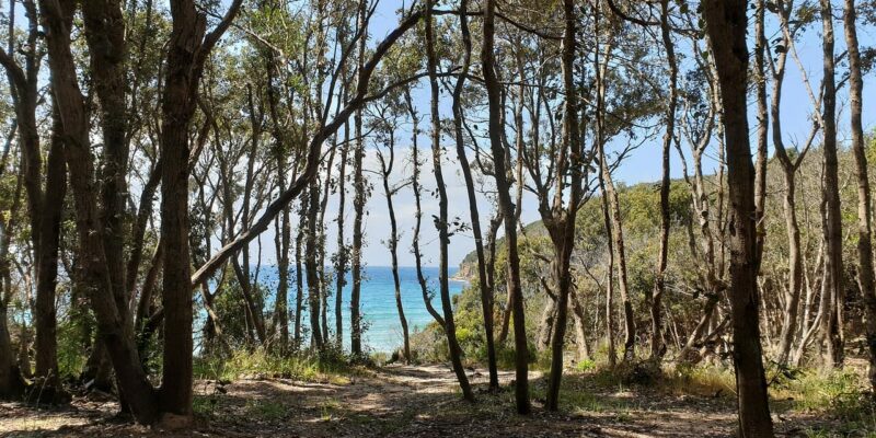 Was gibt es in der Cala Violina alles zu erleben?