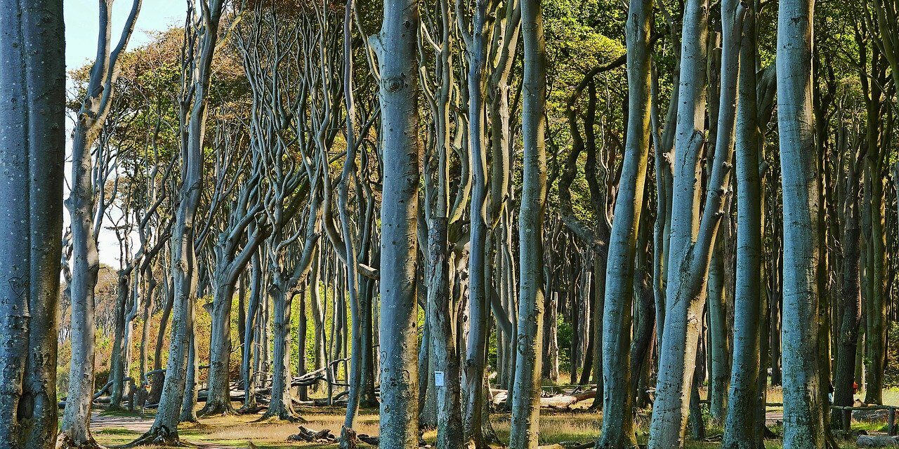 Gespensterwald Nienhagen