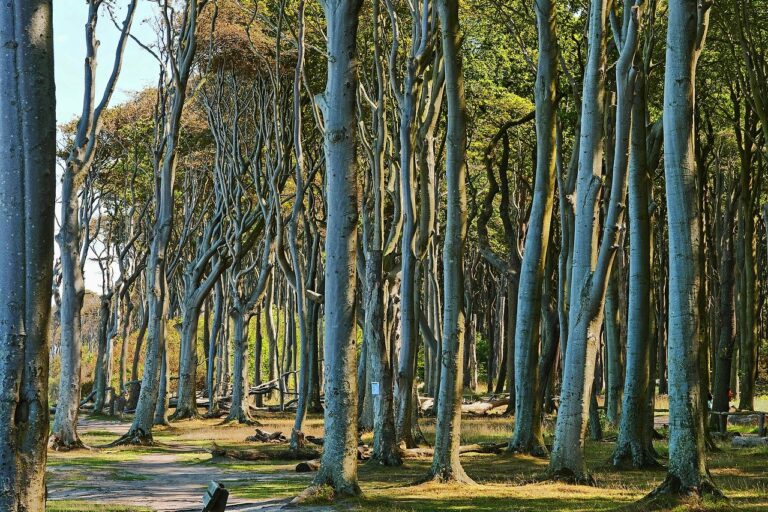 Gespensterwald Nienhagen