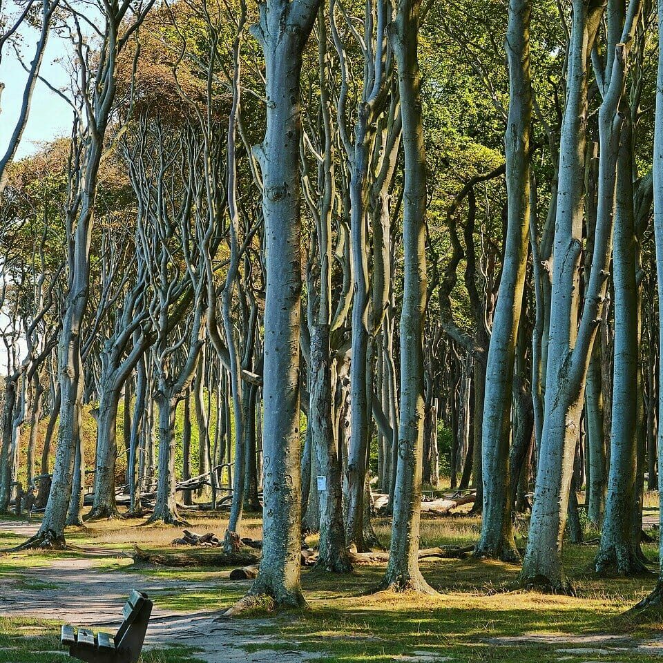 Gespensterwald Nienhagen