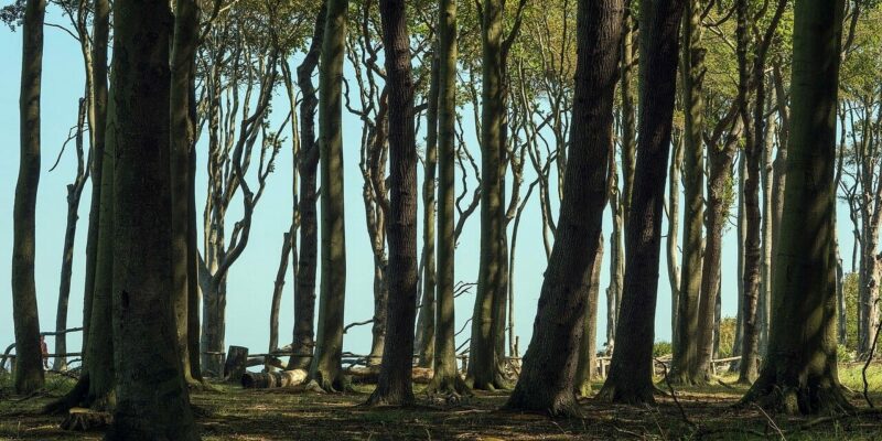 Warum heißt der Ort eigentlich Gespensterwald Nienhagen?