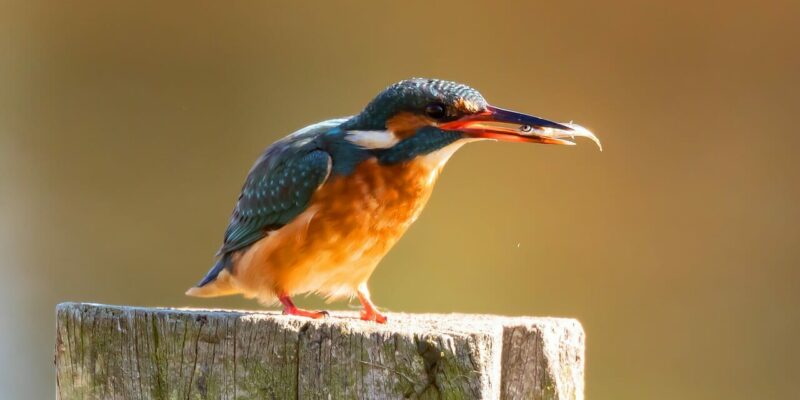 Wasservogelreservat Wallnau