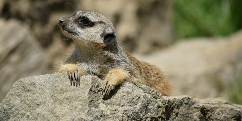 Opel Zoo in Kronberg