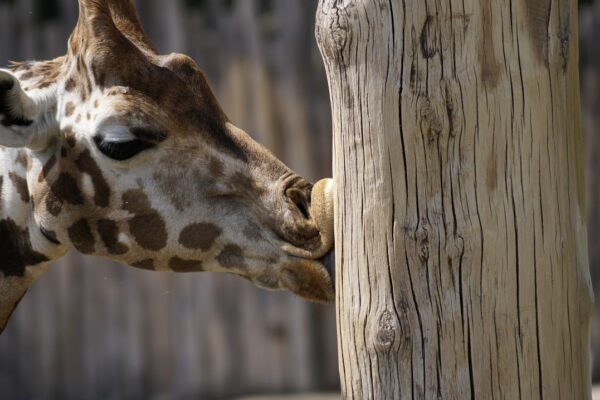 Der Zoo in Leipzig Der Zoo in Leipzig
