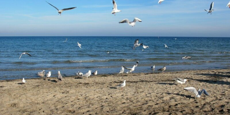 Hundestrand Boltenhagen in Mecklenburg-Vorpommern