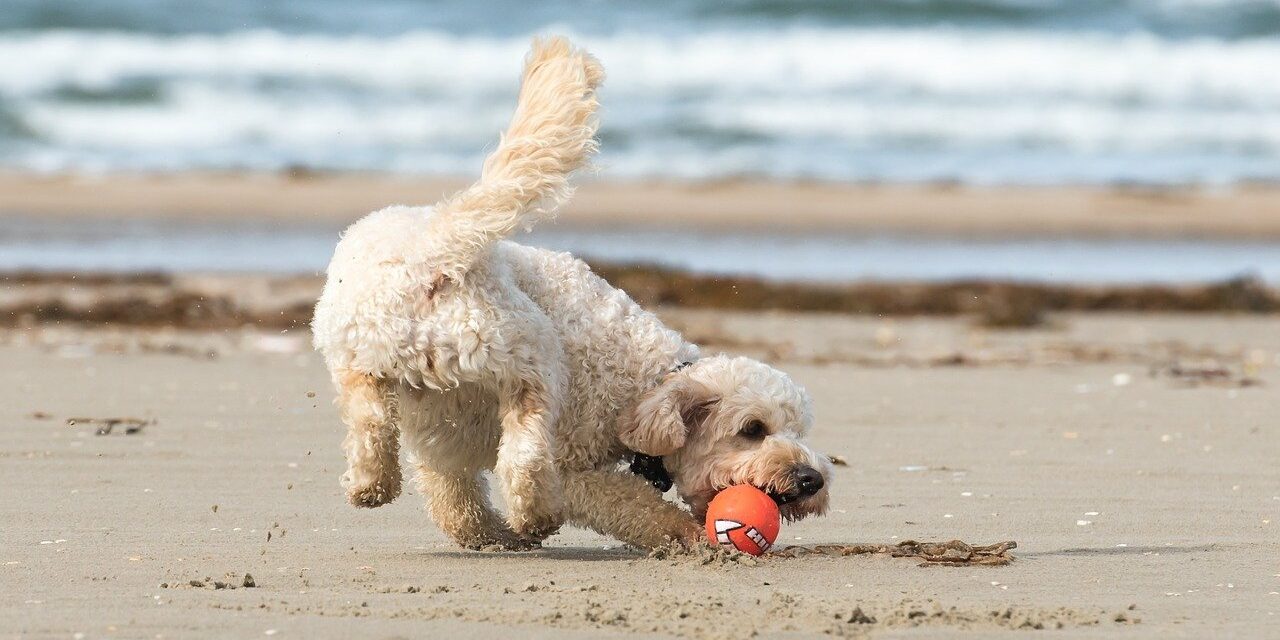 Hundestrand Deutschland