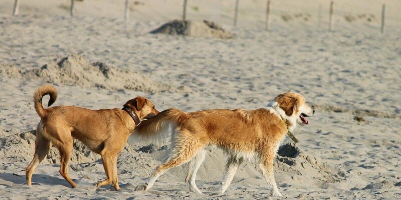 Was ist ein Hundestrand?
