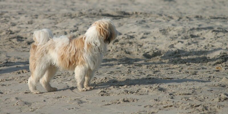 Welche örtlichen Regeln gelten für Hundebesitzer am Strand?