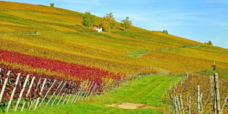 Baden Weinbaugebiet Baden Weinbaugebiet
