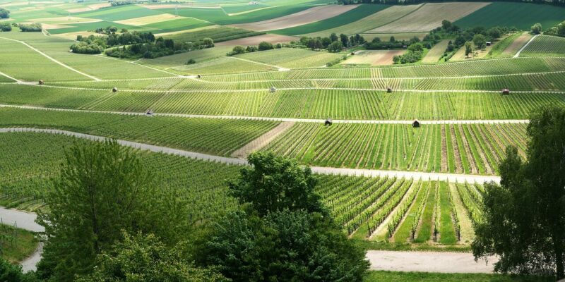 Franken Weingebiet Franken Weingebiet