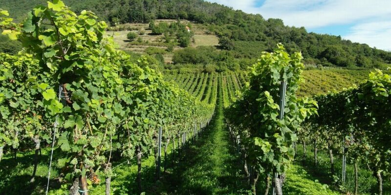 Pfalz Weinberge Pfalz Weinberge