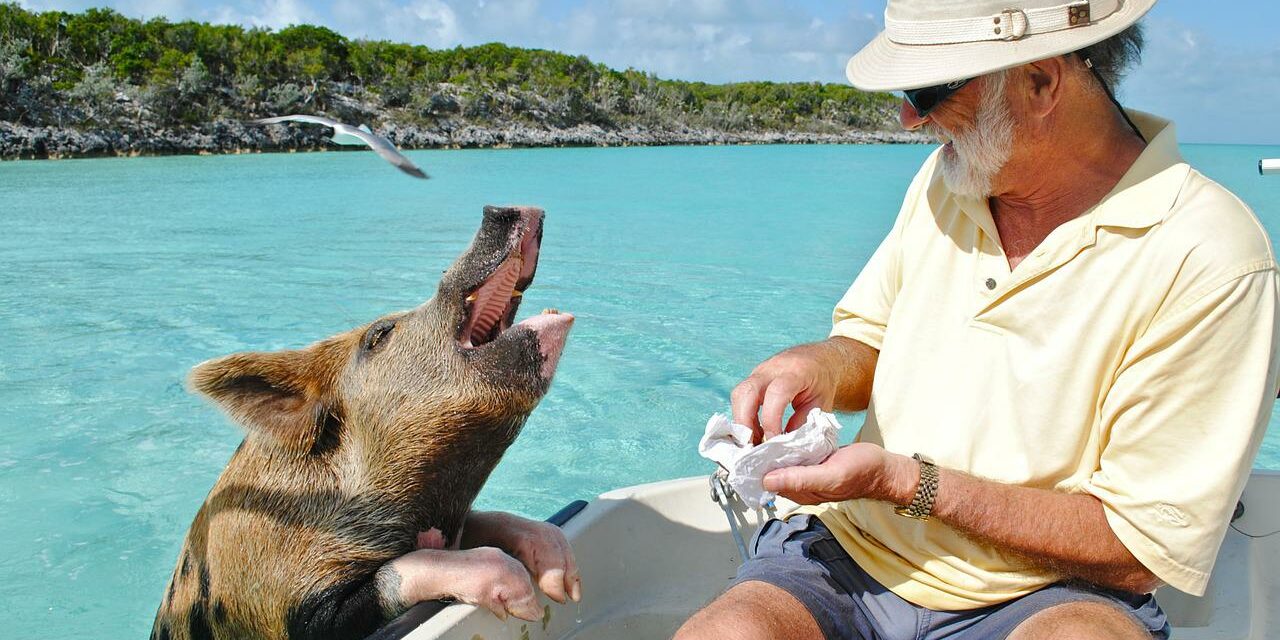 Bahamas Schweine