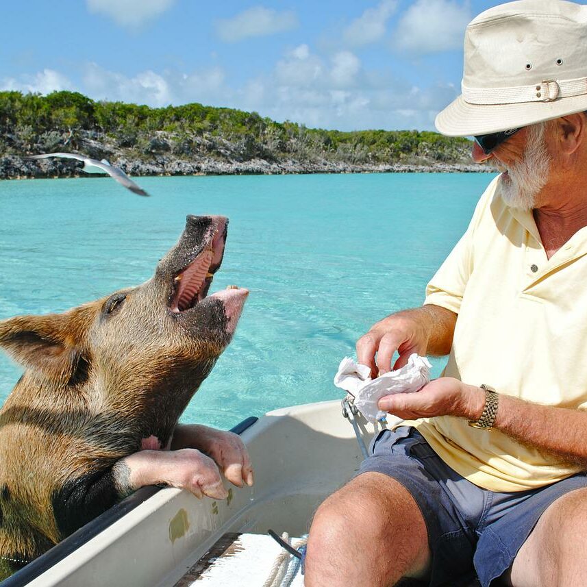 Bahamas Schweine