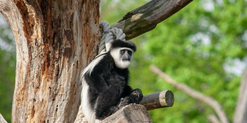 Diese Tieranlagen finden sie dort