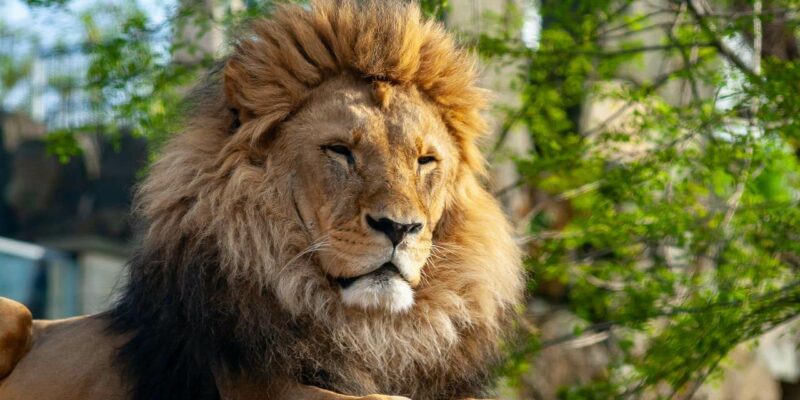 Zoo Dresden Zoo Dresden