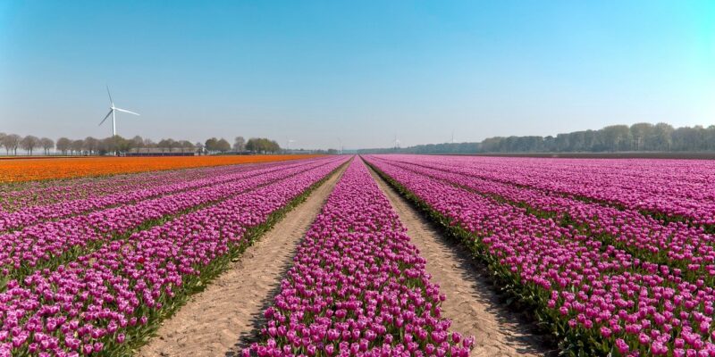 Besichtigung der Tulpenfelder in Niederlande