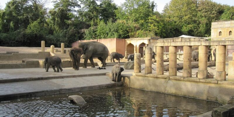 Beliebte Attraktionen und Highlights im tierischen Tierpark Hannover