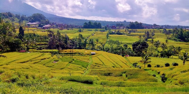 Jatiluwih Reisterrassen Jatiluwih Reisterrassen