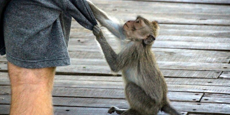 Monkey Forest Monkey Forest