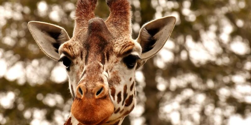 Giraffe