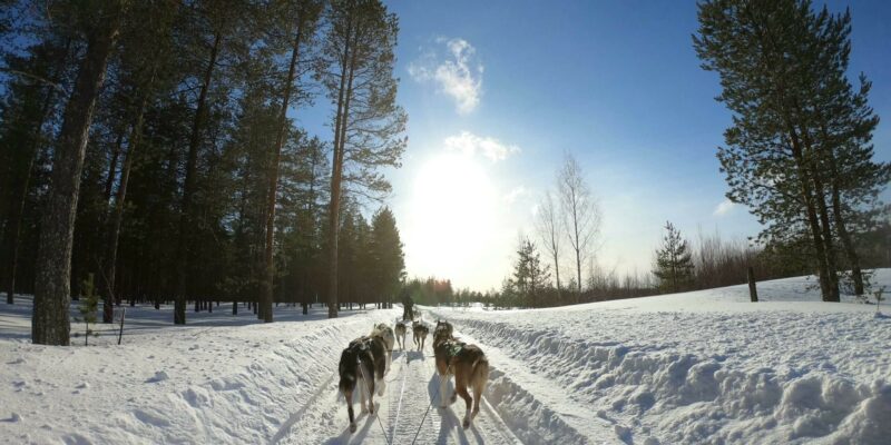 Husky-Schlittenfahrt