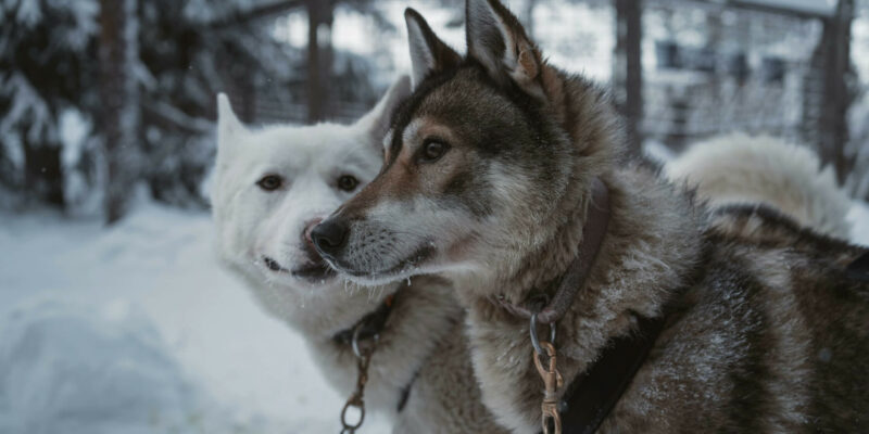 Huskytouren in Finnland erleben
