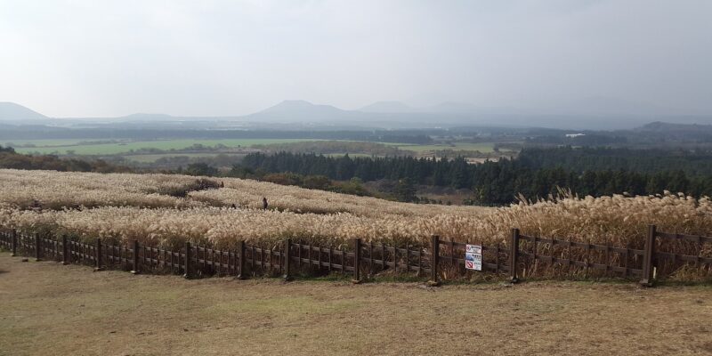 Natürliche Wunder von Jeju Feld mit hohem Gras und Bergen in der Ferne unter einem bewölkten Himmel, begrenzt durch einen Holzzaun.