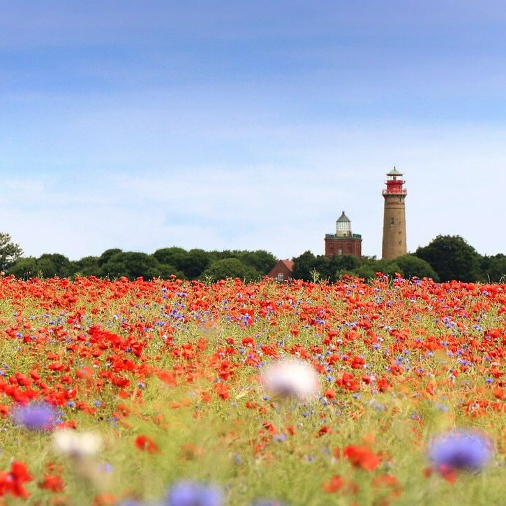 Unter blauem Himmel am Kap Arkona erstreckt sich ein leuchtendes Wildblumenfeld mit roten Mohnblumen und violetten Blumen. In der Ferne stehen majestätisch zwei hohe Leuchttürme, umgeben von Bäumen.