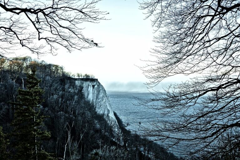 Eine zerklüftete Klippe im Nationalpark Jasmund, bedeckt mit kahlen Bäumen, überblickt ein weites, ruhiges Meer unter einem blassen, bewölkten Himmel. Die Szene wird wunderschön von Ästen eingerahmt, die eine ruhige und natürliche Landschaft schaffen.
