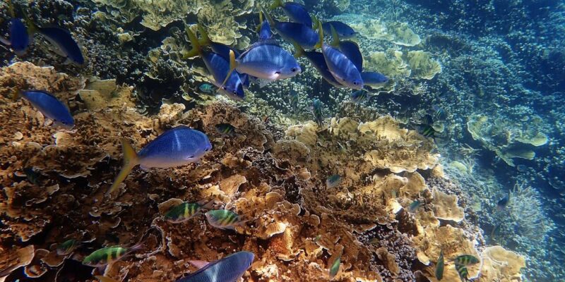 Bunte Unterwasserwelt im Great Barrier Reef Unterwasseraufnahme eines Korallenriffs mit verschiedenen Fischarten, die im Great Barrier Reef schwimmen.