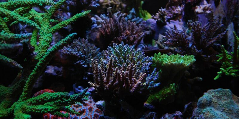 Farbintensive Unterwasserwelt Lebendige Unterwasserlandschaft mit verschiedenen bunten Korallenarten im Great Barrier Reef, die grüne, blaue, lila und rote Farben aufweisen.