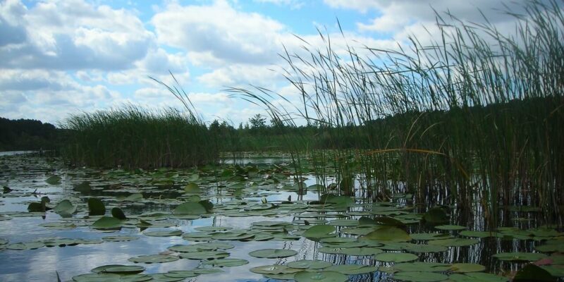 Müritz-Nationalpark Eine ruhige Seenlandschaft im Müritz-Nationalpark zeigt grüne Seerosen auf der Wasseroberfläche, umgeben von hohem Schilf. Der Himmel ist teilweise bewölkt, mit sichtbaren blauen Flecken und Bäumen am entfernten Ufer unter einem leicht bewölkten Himmel.
