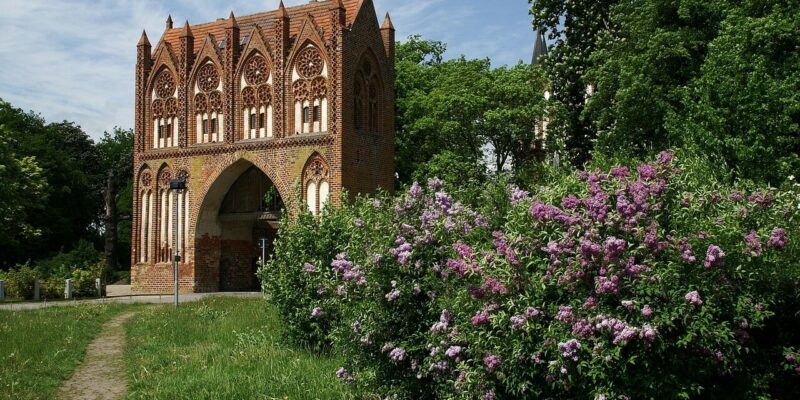 Ein historisches Backsteingebäude im gotischen Stil in Neubrandenburg mit Bogenfenstern steht inmitten üppiger Grünflächen. Ein Weg führt dorthin, gesäumt von leuchtenden Fliederbüschen, die unter dem blauen Himmel in voller Blüte stehen.