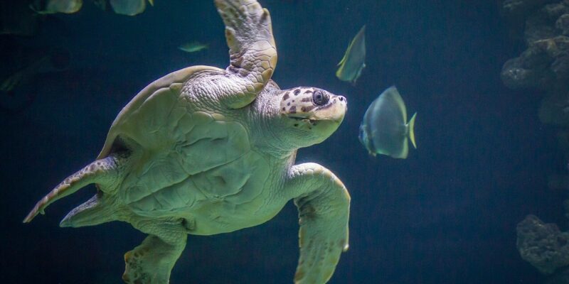 Eine Meeresschildkröte gleitet anmutig durch das Wasser des Ozeaneums Stralsund, umgeben von kleinen Fischen. Ihre weit ausgebreiteten Flossen heben sich vom tiefblauen Hintergrund ab und schaffen eine ruhige Wasserszene.