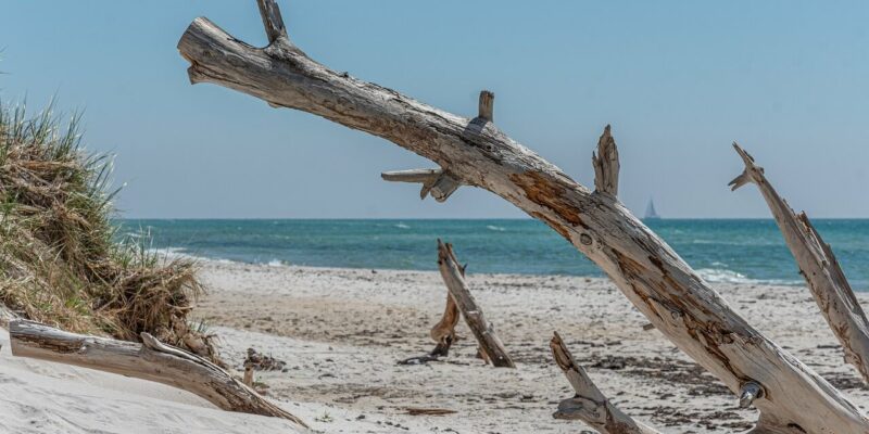 Ein Sandstrand am Strand von Hiddensee zeigt im Vordergrund große Treibholzstücke und links grasbewachsene Dünen. Im Hintergrund erstreckt sich das Meer mit einem kleinen Segelboot am Horizont unter einem klaren blauen Himmel.