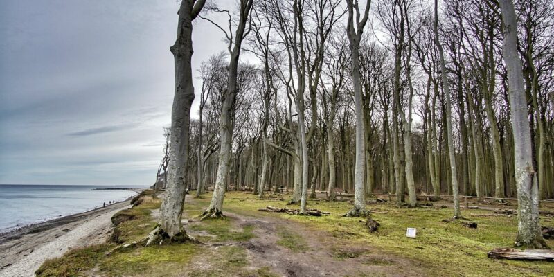 Ein malerischer Blick auf den Strand von Nienhagen zeigt einen Küstenwald mit hohen, blattlosen Bäumen an einem bewölkten Tag. Ein Sandweg verläuft entlang der Küste, während sich links das ruhige Meer in die Ferne erstreckt. Ein paar Menschen wandern am Wasser entlang und genießen die ruhige Schönheit der Natur.