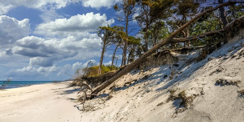 Der Weststrand ist ein Sandstrand mit verstreutem Treibholz und vereinzelten Bäumen, von denen einige durch Erosion schief stehen. Der Himmel ist teilweise bewölkt, während das Meer auf der linken Seite seine Schönheit entfaltet und eine ruhige und natürliche Küstenlandschaft schafft.