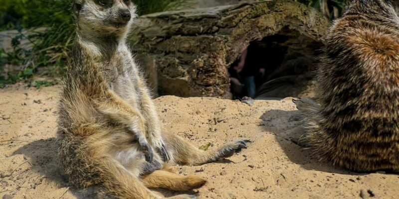 Ein Erdmännchen, das aufrecht auf dem Sandboden im Zoo Rostock sitzt, sieht wachsam aus. Sein hellbraunes Fell ist dunkler gestreift. Ein weiteres Erdmännchen ist neben ihm vor einem Hintergrund aus Baumstämmen und üppigem grünem Laub teilweise sichtbar.